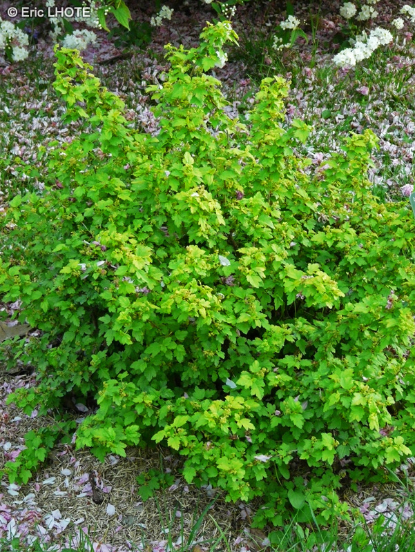 Grossulariaceae - Ribes alpinum Aureum - Groseiller des Alpes