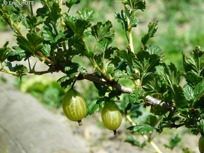 Grossulariaceae - Ribes uva spina - Groseiller épineux