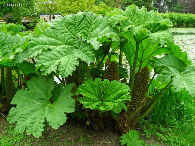  - Gunnera mannicata - 