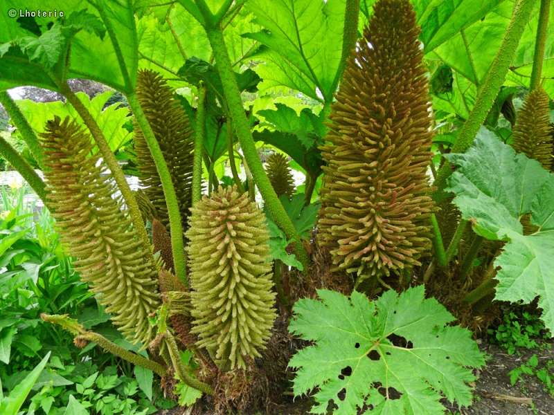  - Gunnera mannicata - 