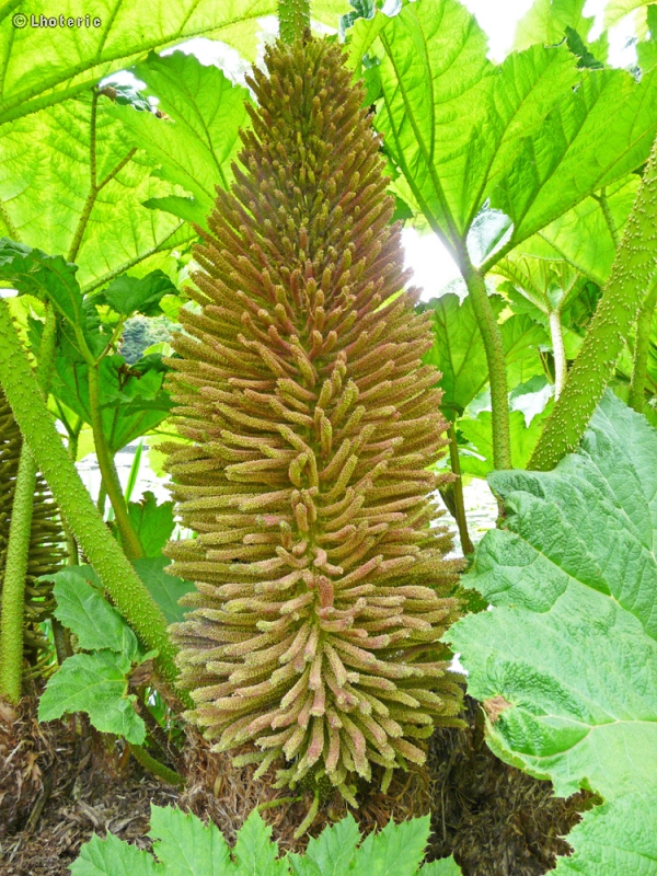  - Gunnera mannicata - 