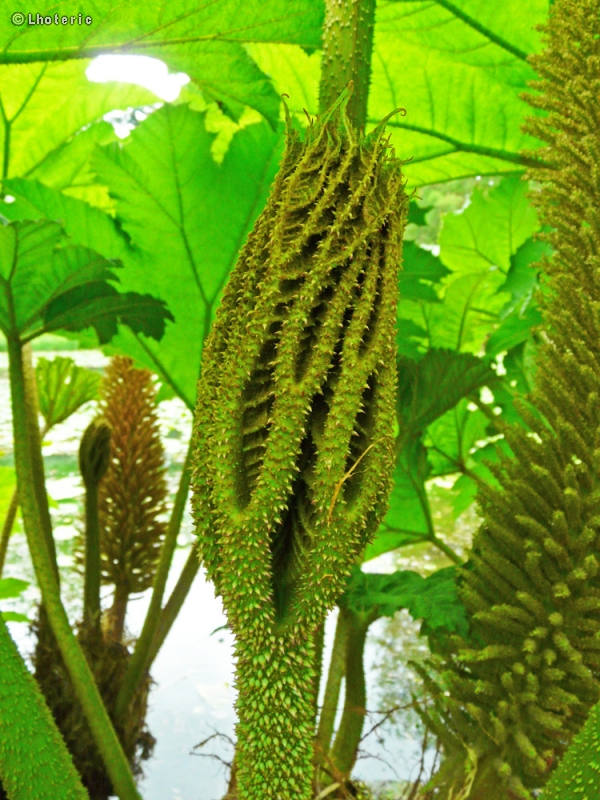  - Gunnera mannicata - 