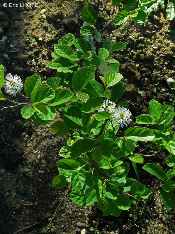Hamamelidaceae - Fothergilla major - Fothergilla géant