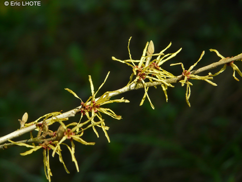 Hamamelidaceae - Hamamelis virginiana - Hamamélis de Virginie, Noisetier des sorcières, Arbre aux araignées d’or, Café du diable
