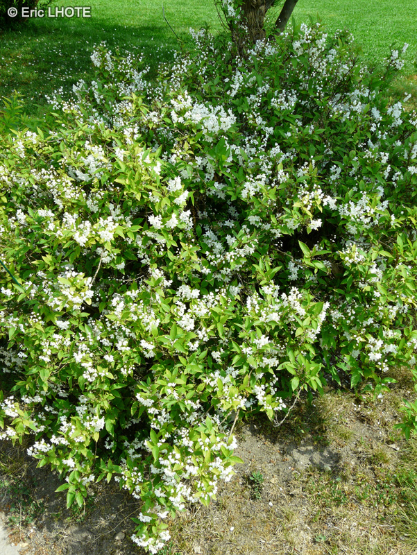 Hydrangeaceae - Deutzia gracilis - Deutzie grèle