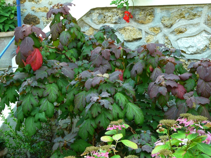  - Hydrangea quercifolia - 