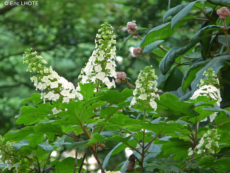 Hydrangeaceae - Hydrangea quercifolia - Hortensia à feuilles de Chêne