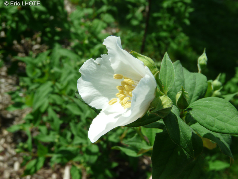  - Philadelphus purpureomaculatus Belle Etoile - 