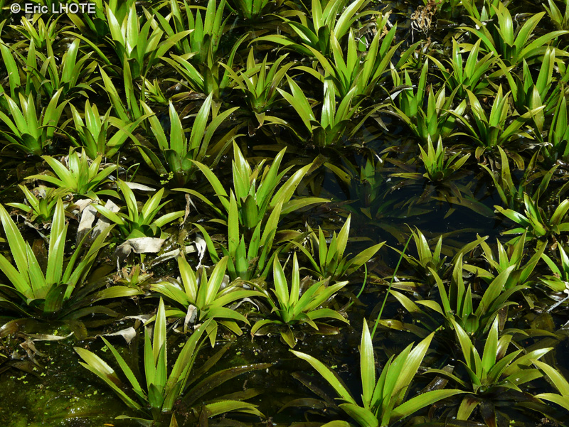 Hydrocharitaceae - Stratiotes aloides - Aloes d’eau