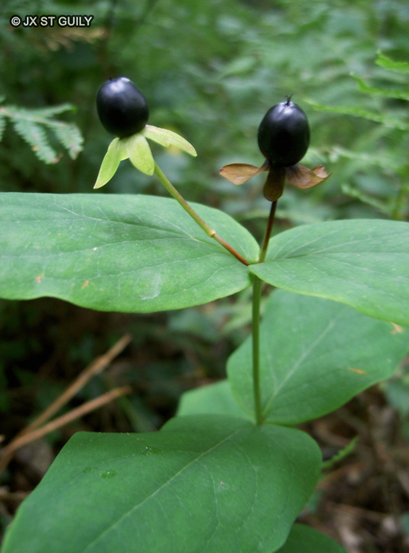 Hypericaceae - Hypericum androsaemum - Millepertuis, Androsème officinal, Toute bonne