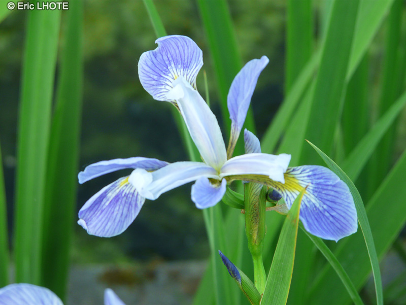 Iridaceae - Iris brevicaulis - Iris sans barbe