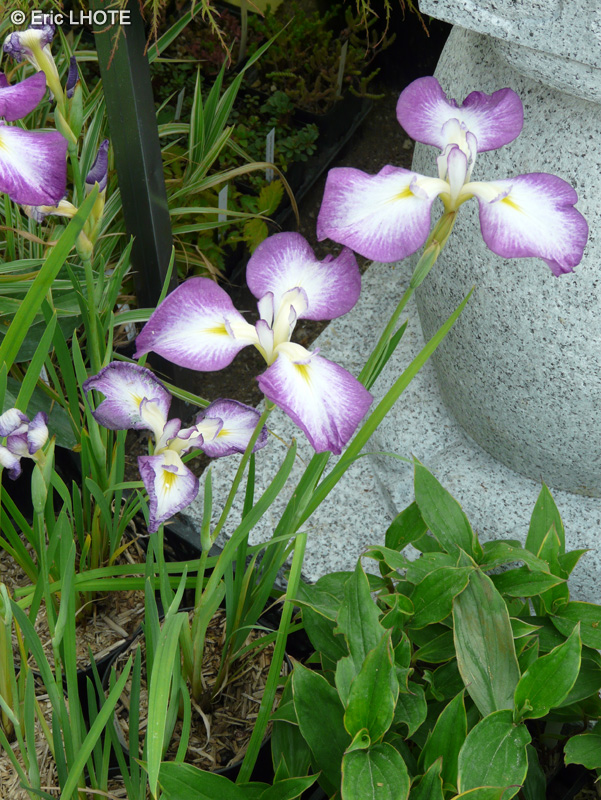 Iridaceae - Iris ensata Himatsuri - Iris du Japon, Iris Kaempferi