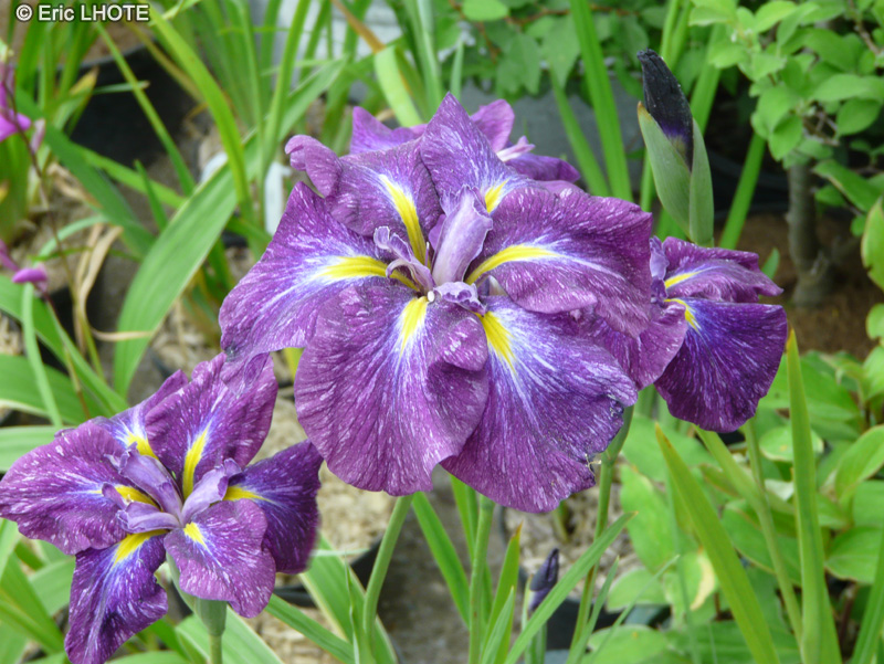 Iridaceae - Iris ensata Ledo Mishiki - Iris du Japon, Iris Ledo Mishiki