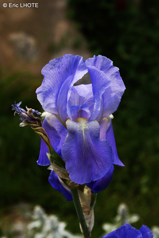  - Iris germanica - 