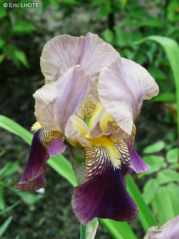  - Iris germanica - 