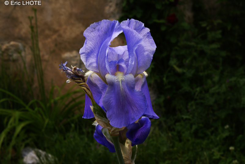 Iridaceae - Iris germanica - Iris bleu d’Allemagne, Iris des jardins