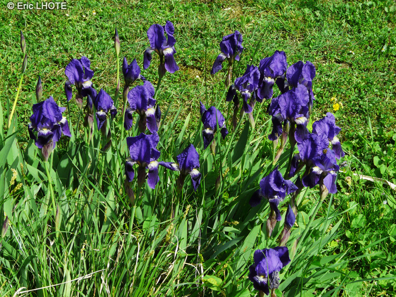 Iridaceae - Iris lutescens - Iris des guarrigues, Iris nain