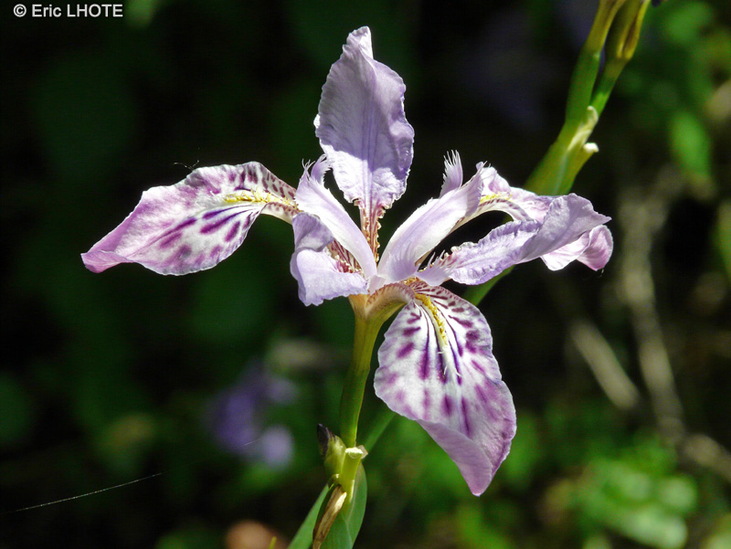 Iridaceae - Iris millesi - Iris