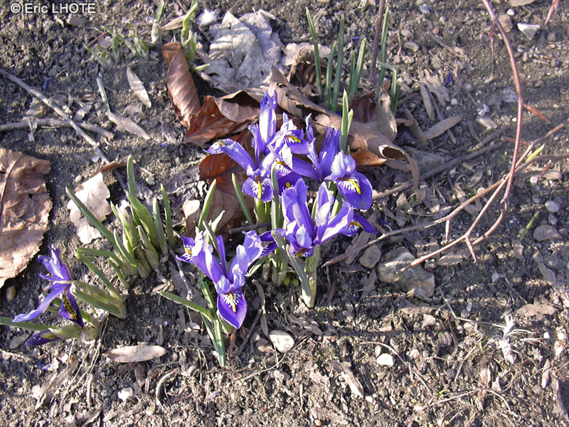 Iridaceae - Iris reticulata - Iris réticulé