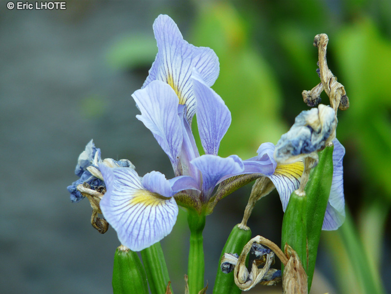 Iridaceae - Iris virginica - Iris de Virginie