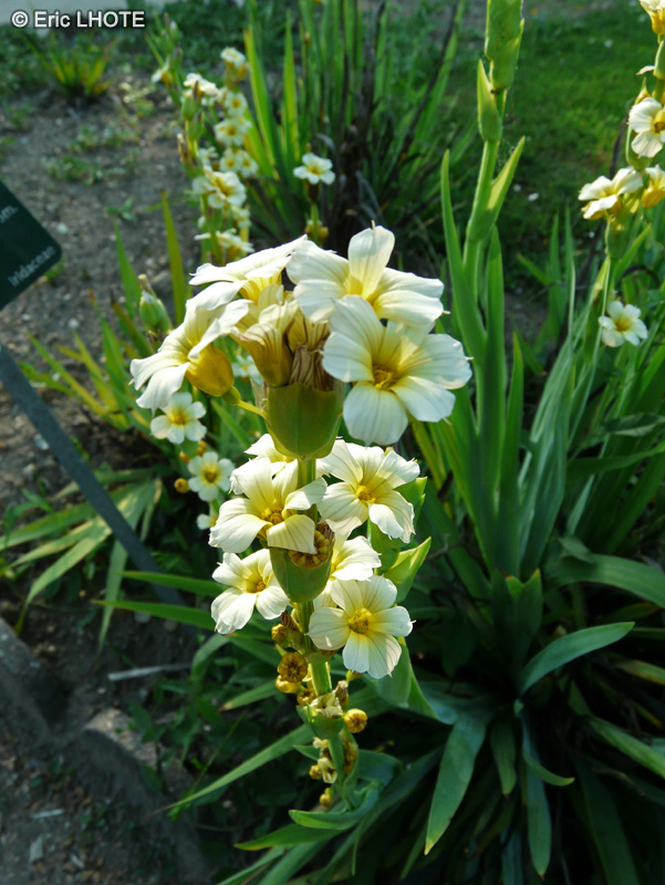 Iridaceae - Sisyrinchium striatum - Sisyrinque, Bermudienne striée