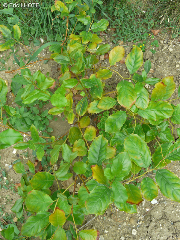 Iteaceae - Itea ilicifolia - Itéa à feuilles de Houx