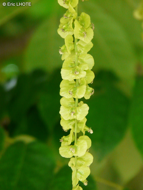  - Pterocarya fraxinifolia, Pterocarya caucasica - 