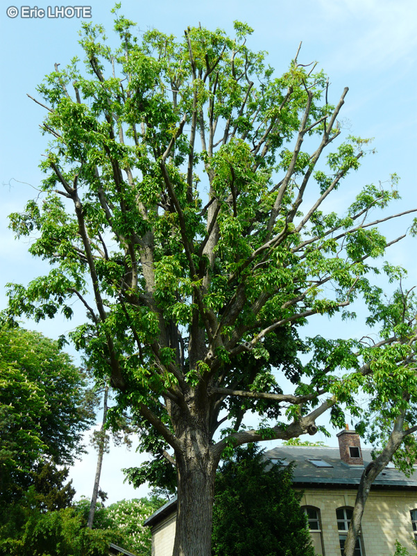 Juglandaceae - Pterocarya x rehderiana - Ptérocarier rehderiana