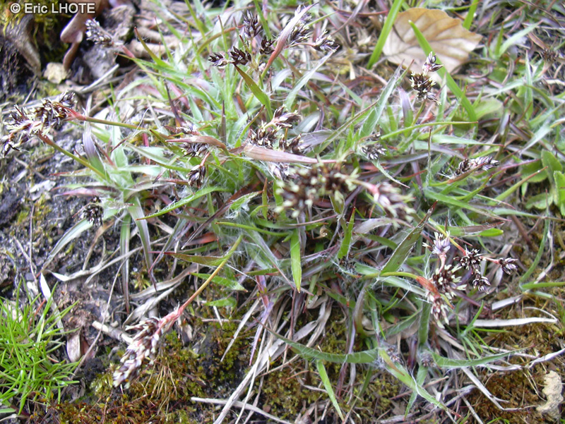 Juncaceae - Luzula campestris - Luzule champêtre