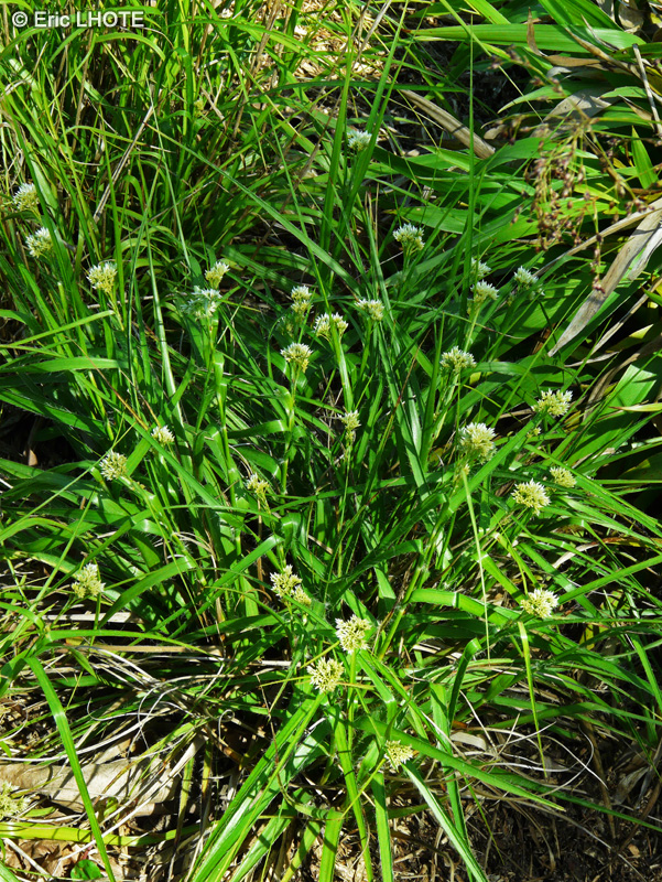Juncaceae - Luzula nivea - Luzule blanche