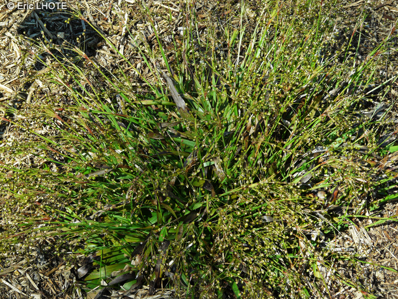 Juncaceae - Luzula pilosa - Luzule poilue, Luzule printanière