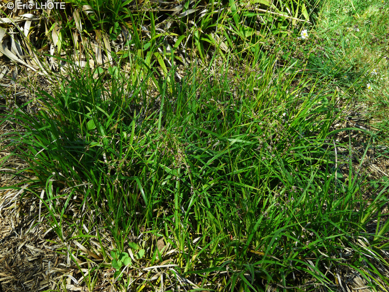 Juncaceae - Luzula sieberi - Luzule de Sieber