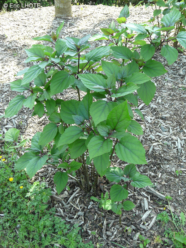 Lamiaceae - Clerodendrum Bungei - Clérodendron de Bunge, Clérodendron fétide