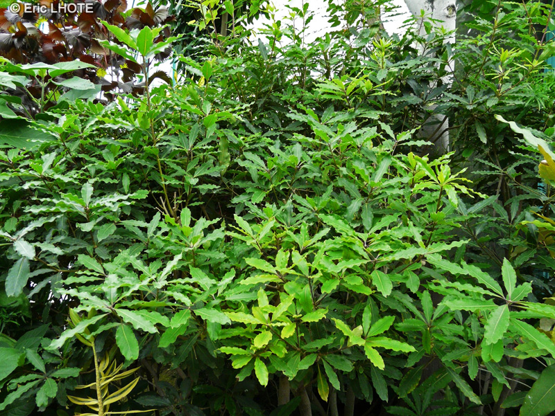 Lamiaceae - Clerodendrum infortunatum - Clérodendron infortuné