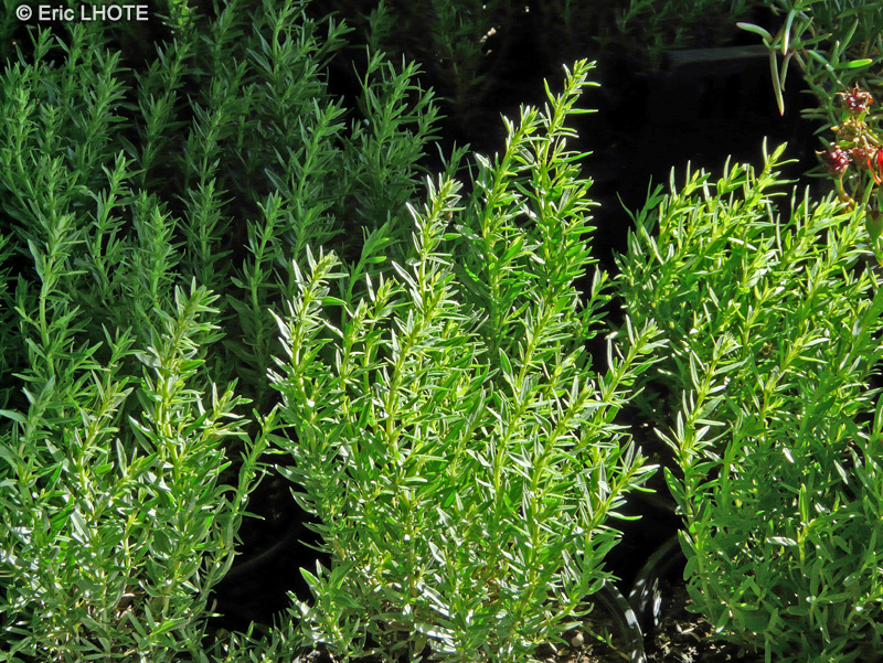 Lamiaceae - Hyssopus officinalis ssp aristatus - Hyssope blanchâtre