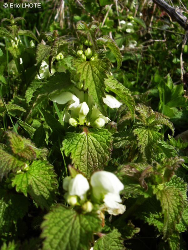Lamiaceae - Lamium album - Lamier blanc, Ortie blanche