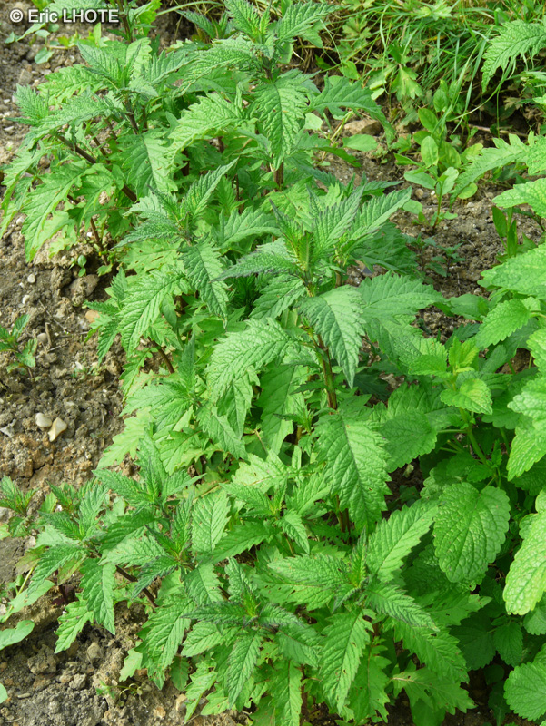  - Lycopus europaeus - 
