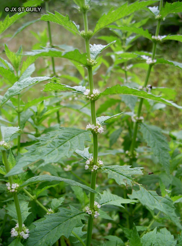 Lamiaceae - Lycopus europaeus - Chanvre d’eau, Patte de loup