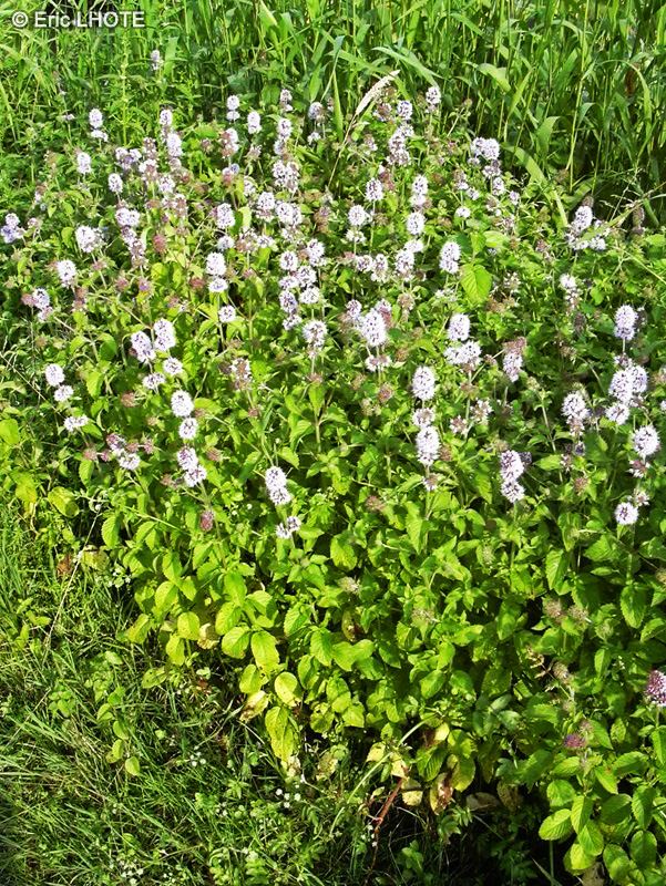  - Mentha aquatica - 