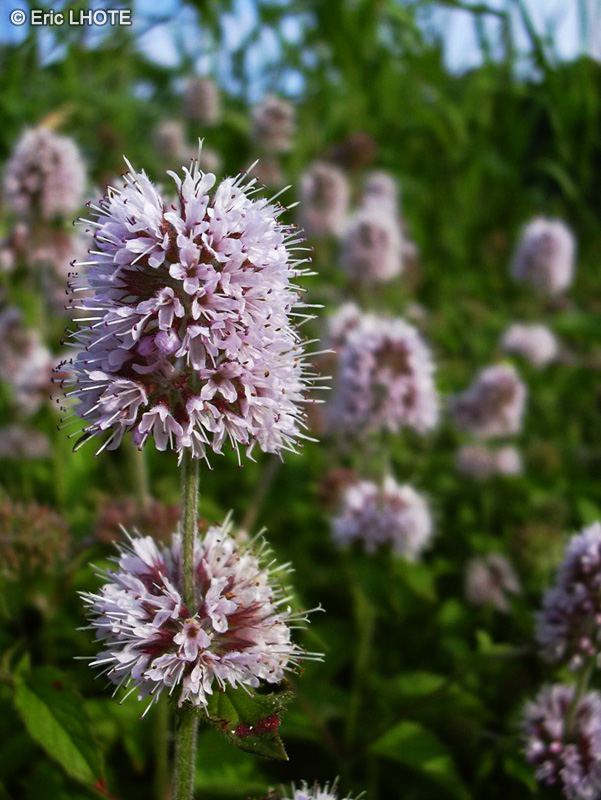 Lamiaceae - Mentha aquatica - Menthe aquatique, Baume d&rsquo;eau