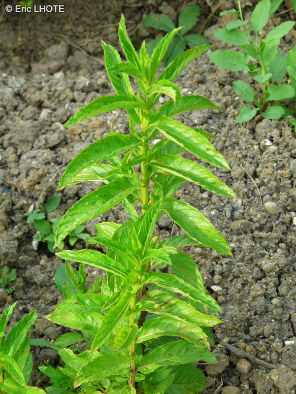 Lamiaceae - Mentha spicata - Menthe verte, Menthe en épi, Menthe douce