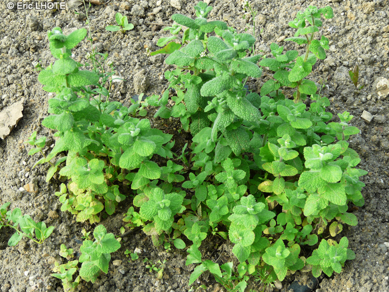 Lamiaceae - Mentha suaveolens, Mentha rotundifolia - Menthe à feuilles rondes, Menthe simple, Baume sauvage, Menthastre, Menthe de cheval