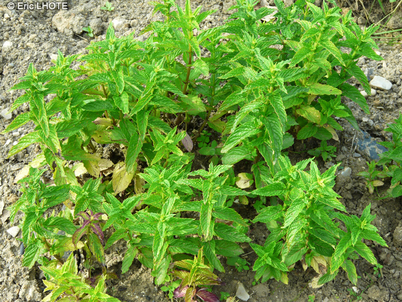 Lamiaceae - Mentha x piperita - Menthe poivrée