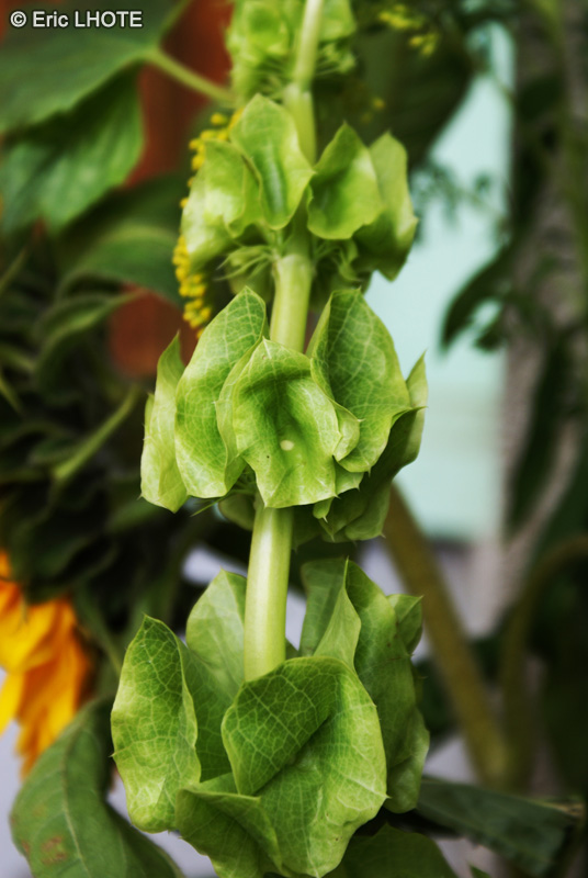 Lamiaceae - Molucella laevis - Clochette d&rsquo;Irlande, Molucelle
