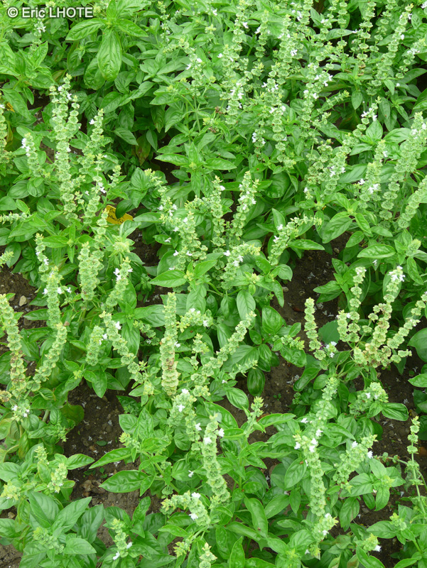 Lamiaceae - Ocimum basilicum - Basilic