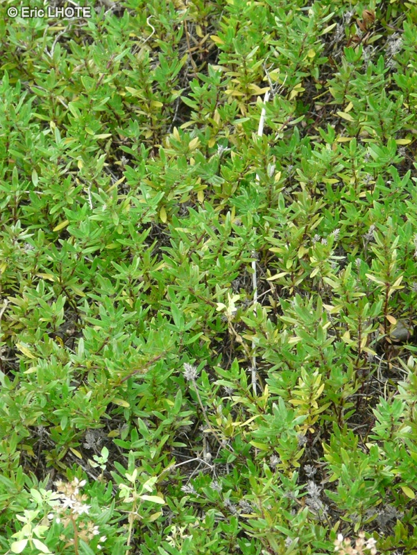 Lamiaceae - Origanum minutiflorum Norton Gold - Origan Norton Gold