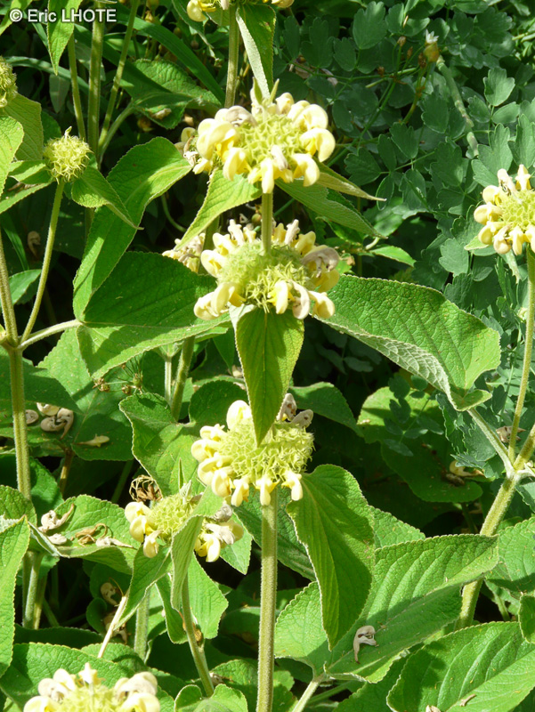 Lamiaceae - Phlomis samia - Sauge de Jérusalem