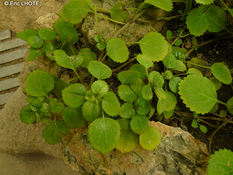 Lamiaceae - Plectranthus parviflorus - Cockspur Fleur