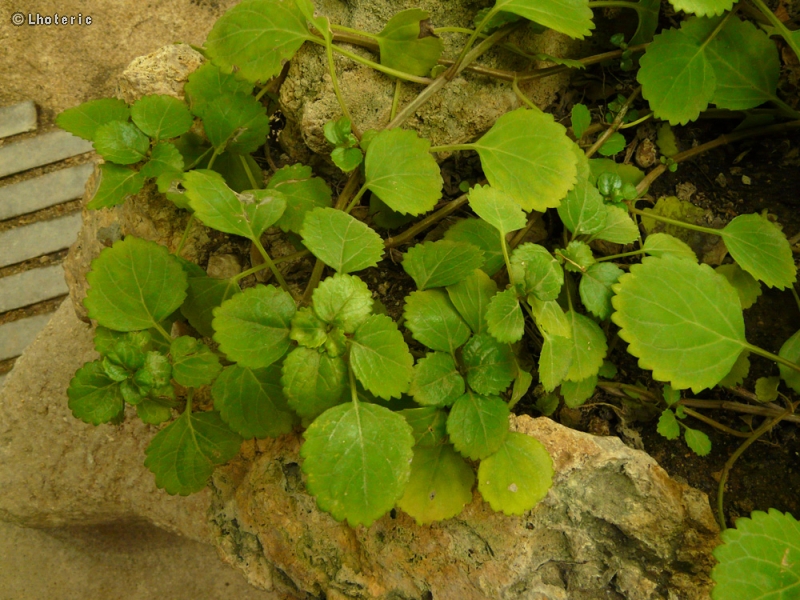 Lamiaceae - Plectrantus parviflorus - Cockspur Fleur