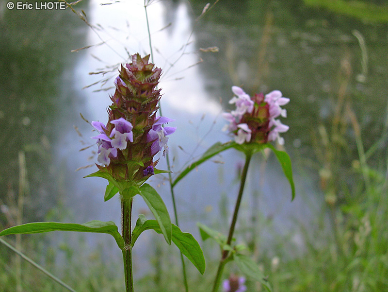  - Prunella vulgaris - 